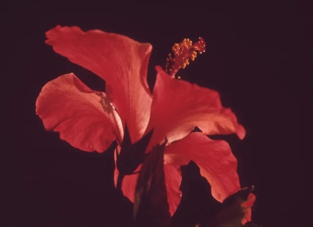 Photography close up of a red flower.